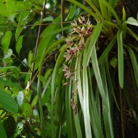 Cymbidium aloifolium (L.) Sw.